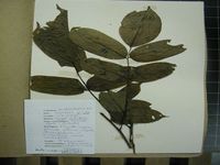 Herbarium sample